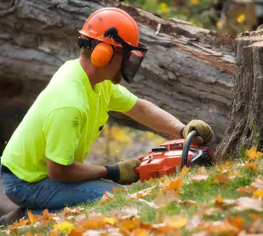 tree services Derma